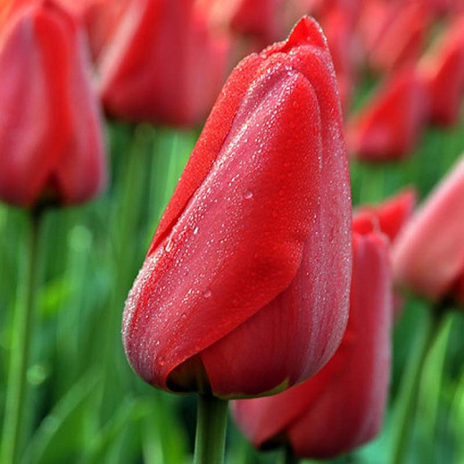 Tulipa 'Parade' ',Tulip 'Parade', Darwin Hybrid Tulip 'Parade', Darwin Hybrid Tulips, Spring Bulbs, Spring Flowers, Red Tulip